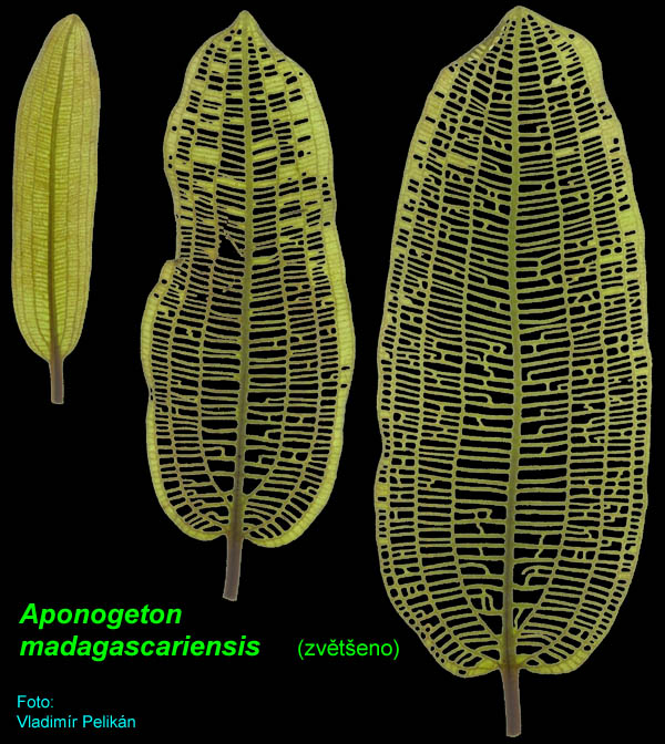 KALATKA  MADAGASKARSKÁ
        je  raritou
  POUZE  PRO  SPECIALISTY  !

( různé  listy  jediné  rostliny
   pozorované  proti  světlu )