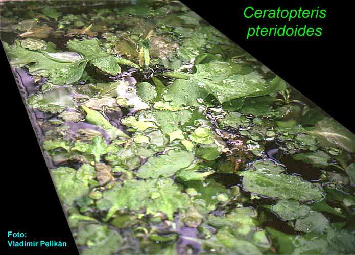 Ceratopteris pteridoides
  -  plovoucí rostlina